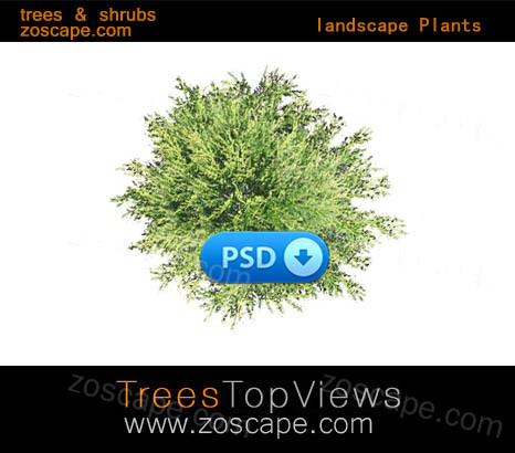 平面图  植物图例  植物图例  园林景观  平面图 植物图例     景观设计