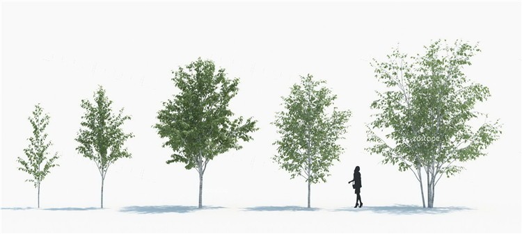 3ds Max植物合集①-80种高质量的3D树木模型