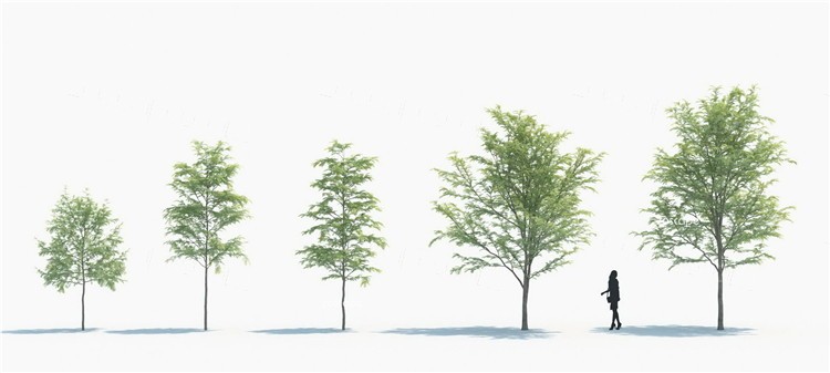 3ds Max植物合集①-80种高质量的3D树木模型
