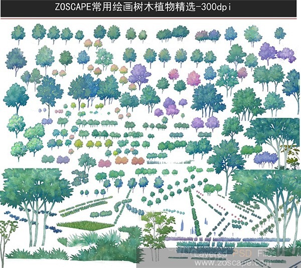 EDAW-AECOM经典手绘风格园林景观PSD效果图图植物素材