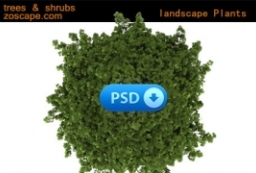 高清2D植物贴图素材-植物图例-psd植物素材 to 园林景观设计意向图库-园林景观学习网