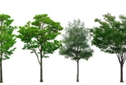 一组园林后期高分辨率树木素材下载 to 园林景观设计意向图库-园林景观学习网