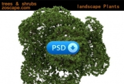 Plants高清2D植物贴图素材-平面图素材 to 园林景观设计意向图库-园林景观学习网