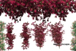 4组高清玫瑰-玫瑰园植物素材贴图下载 to 园林景观设计意向图库-园林景观学习网