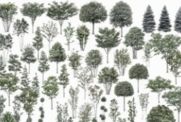 超高清植物立面素材-高清色叶树、绿叶树、竹子立面素材 to 园林景观设计意向图库-园林景观学习网