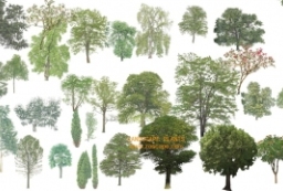 国际范高清植物贴图素材-乔木植物PSD素材 to 园林景观设计意向图库-园林景观学习网