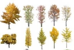 日本高清秋色叶植物乔灌木素材-黄红色系落叶树种 to 园林景观设计意向图库-园林景观学习网