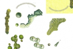 一组PSD国际范手绘彩绘植物图例-内部素材 to 园林景观设计意向图库-园林景观学习网
