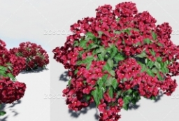 lumion6789鲁米紫红色叶子花球形灌木园艺园林植物素材 to 园林景观设计意向图库-园林景观学习网