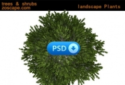 plan symbols  trees总图-总平面图-园林植物图例 to 园林景观设计意向图库-园林景观学习网