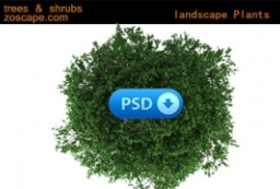 PSD植物图例-平面树图例-植物景观素材 to 园林景观设计意向图库-园林景观学习网