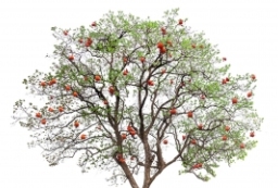 效果图素材-柚子橘子柿子树后期PS素材-果树psd素材 to 园林景观设计意向图库-园林景观学习网