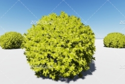 lumion6789常绿小乔木黄金榕盆景树种绿篱植物素材下载 to 园林景观设计意向图库-园林景观学习网
