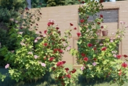 6款Lumion9精品模型素材系列玫瑰花模型 to 园林景观设计意向图库-园林景观学习网