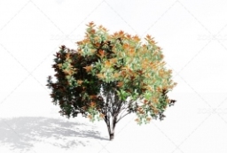 lumion鲁米蔷薇科常绿灌木石楠红树叶树高3-6米模型下载 to 园林景观设计意向图库-园林景观学习网