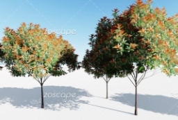 lumion中型乔木石楠模型非灌木石楠素材下载 to 园林景观设计意向图库-园林景观学习网