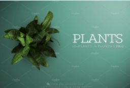 200组Flower & Plant花灌木地被真实植物贴图素材 to 园林景观设计意向图库-园林景观学习网