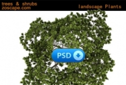 Plants,Trees,Shrubs高清2D植物贴图素材 to 园林景观设计意向图库-园林景观学习网